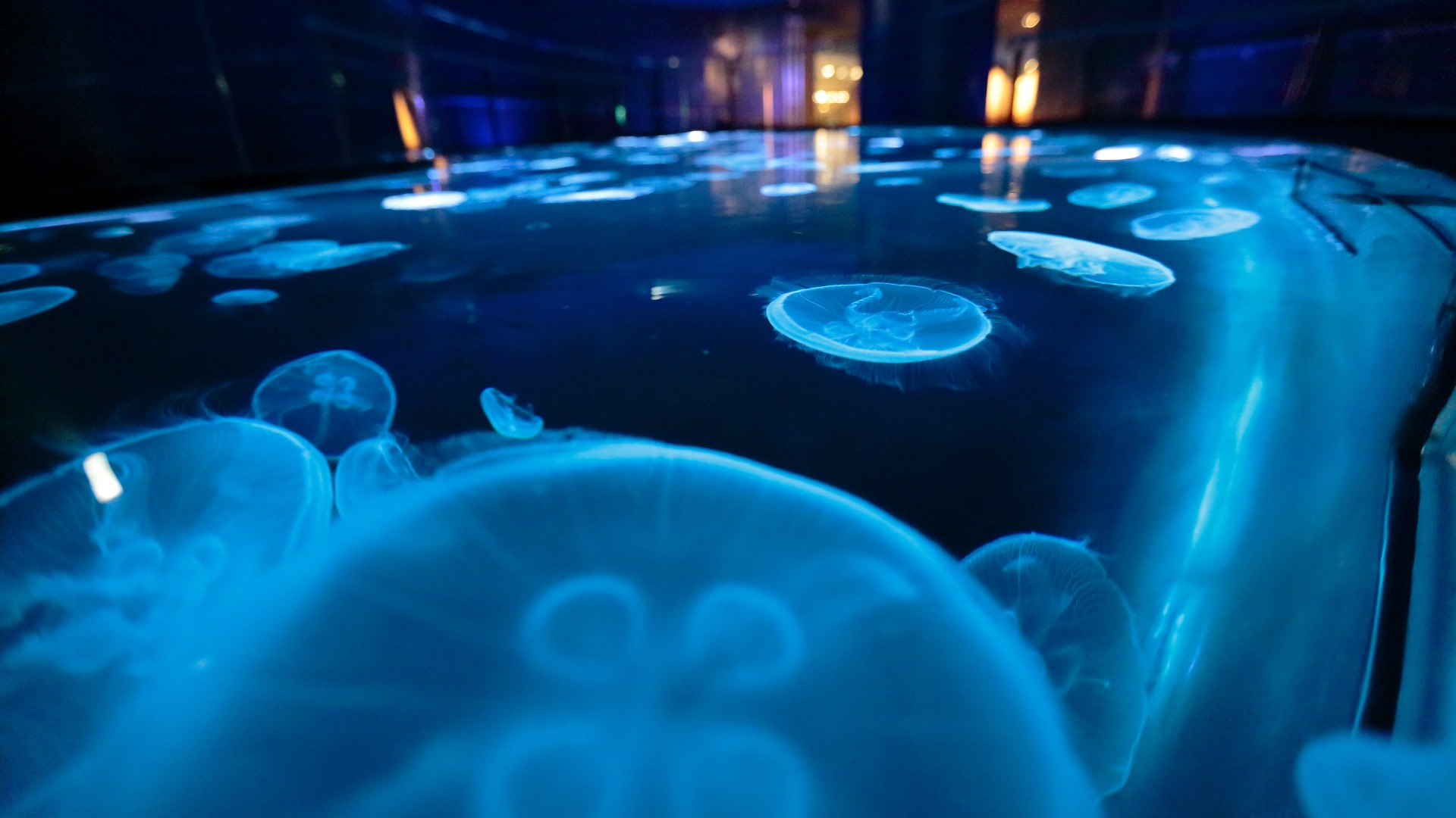 Japan's Sumida Aquarium Has New Glass Jellyfish Chamber, Feels