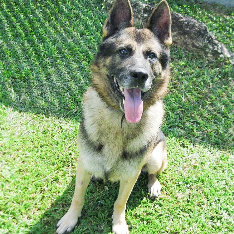 SAF Veteran Dogs (Bruno)