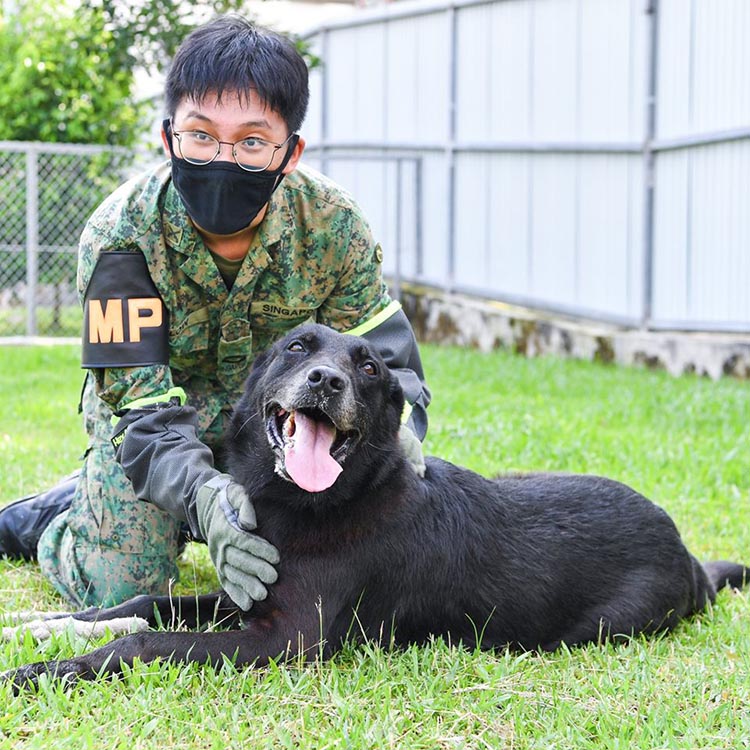 SAF Veteran Dogs (Caro)