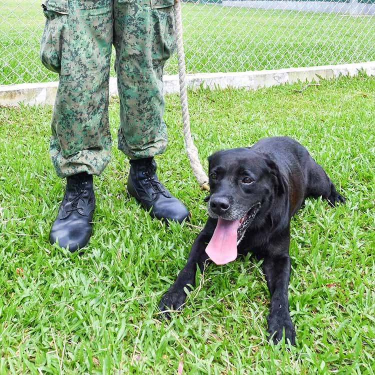 SAF Veteran Dogs (Jack)