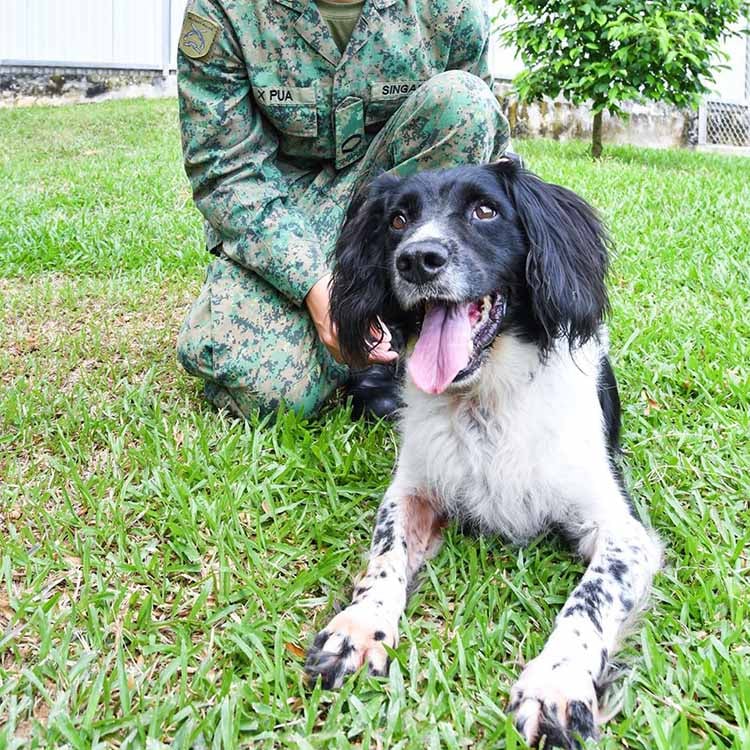 SAF Veteran Dogs (Trigger)