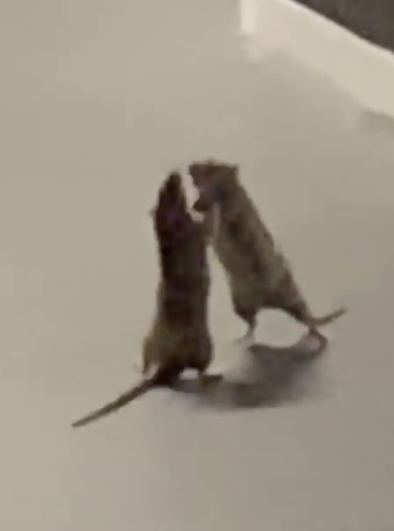 rat fight.