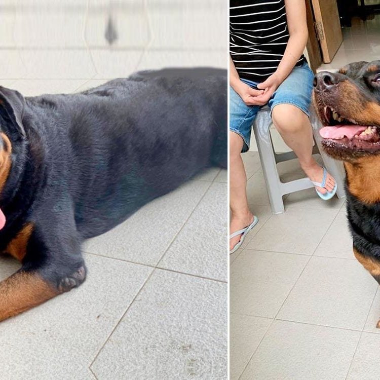 S’pore-Rottweiler-Needs-A-