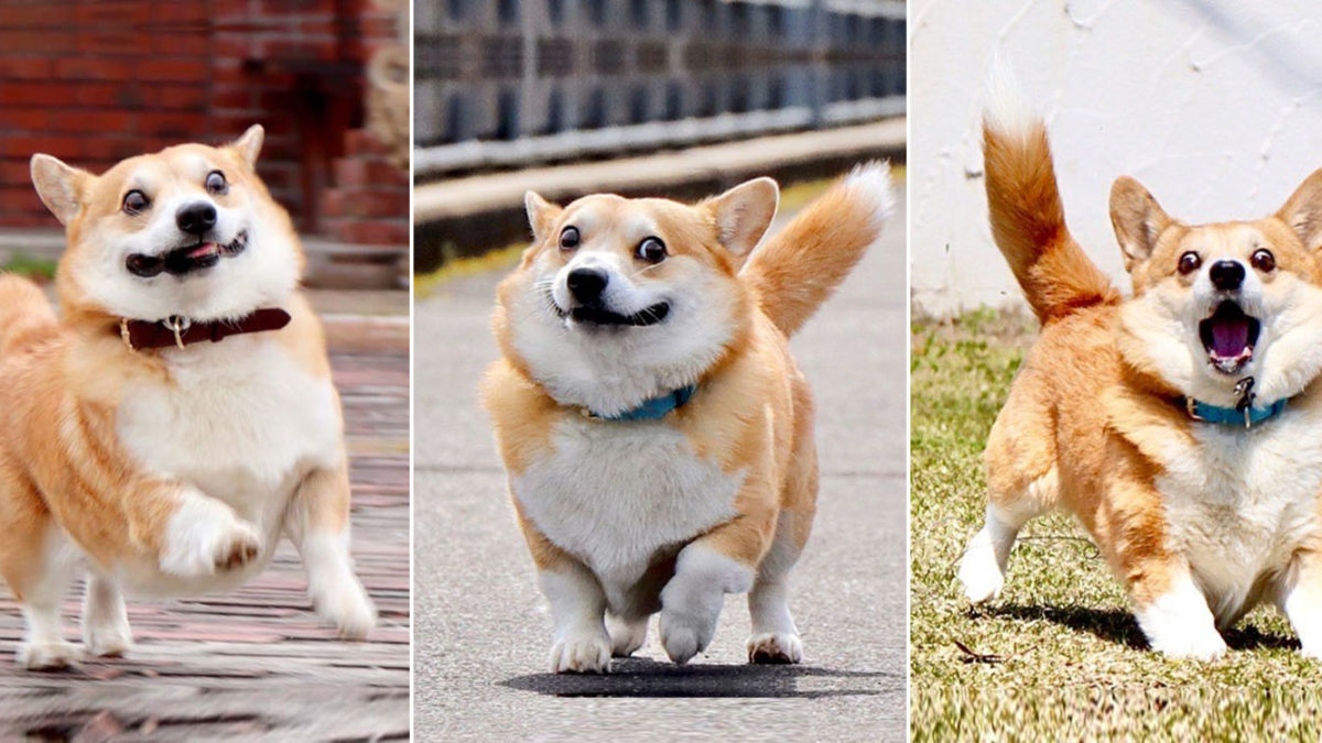 This Corgi Is A Meme King Whose Many Faces Express How Has Gone So Far