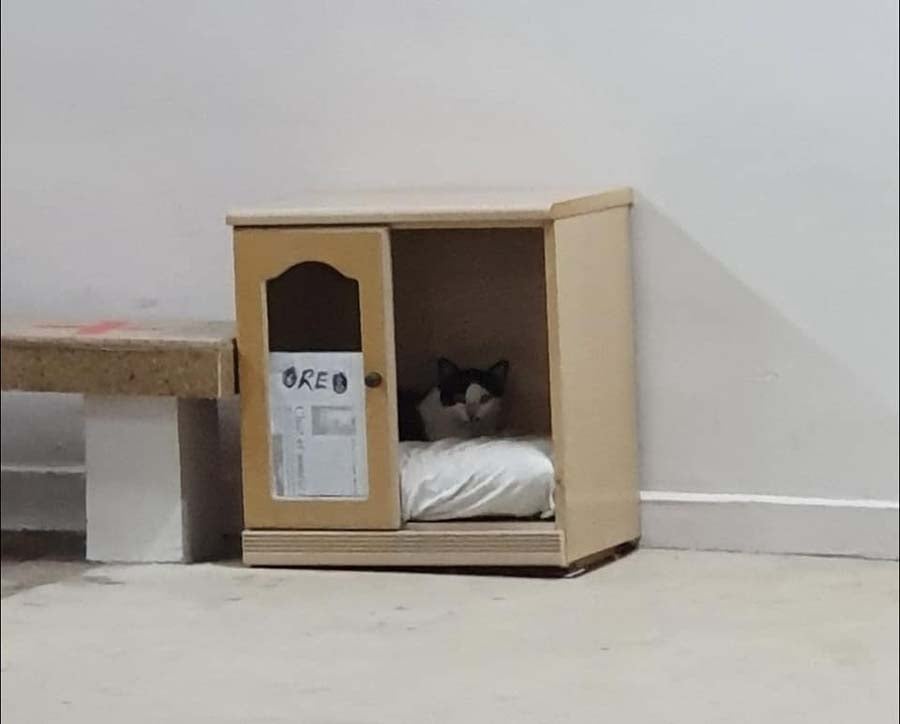 cat beds for stray cats 2