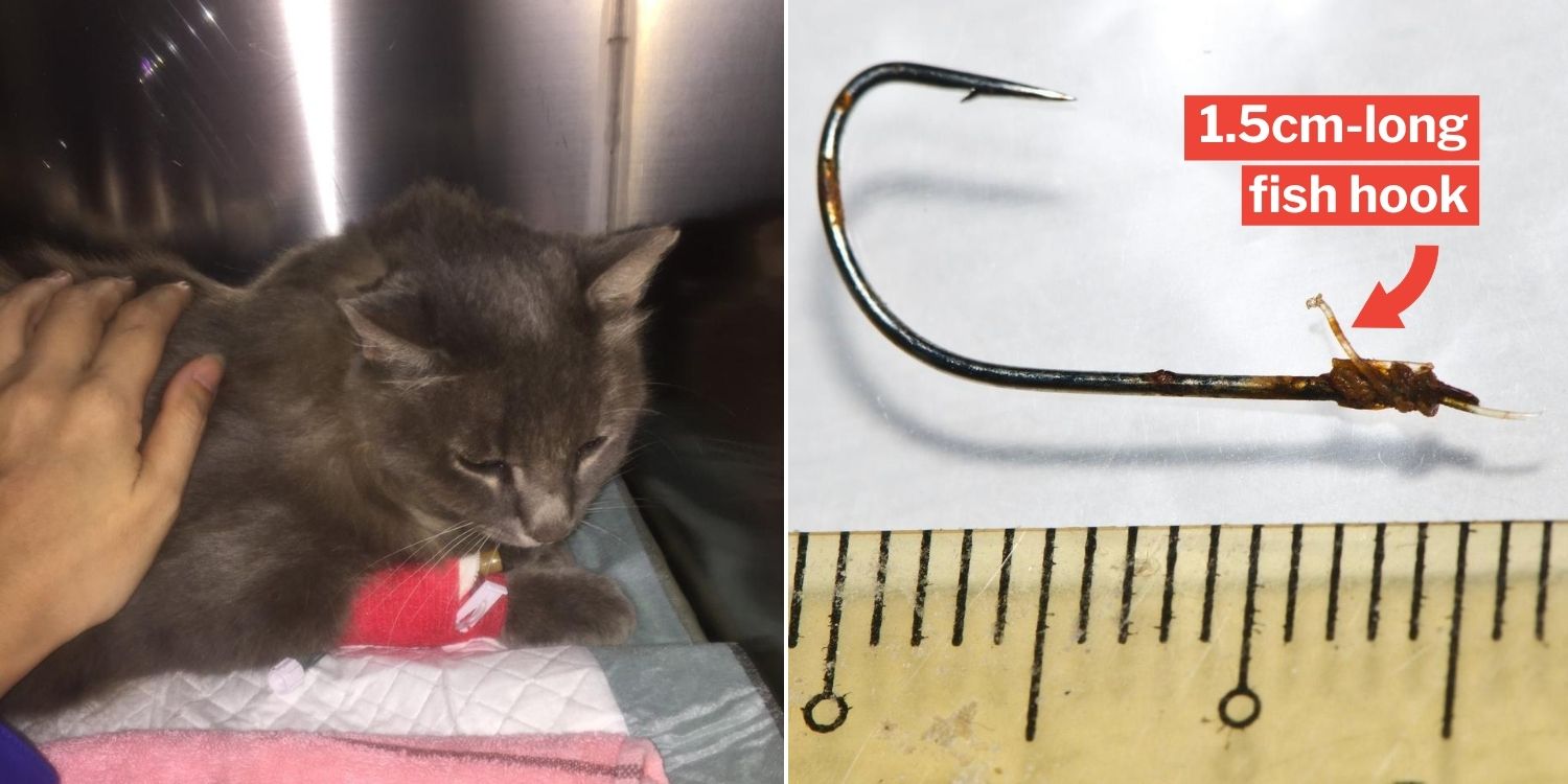Cat In St John's Island Ingests Fish Hook, Suffers Mouth Hole