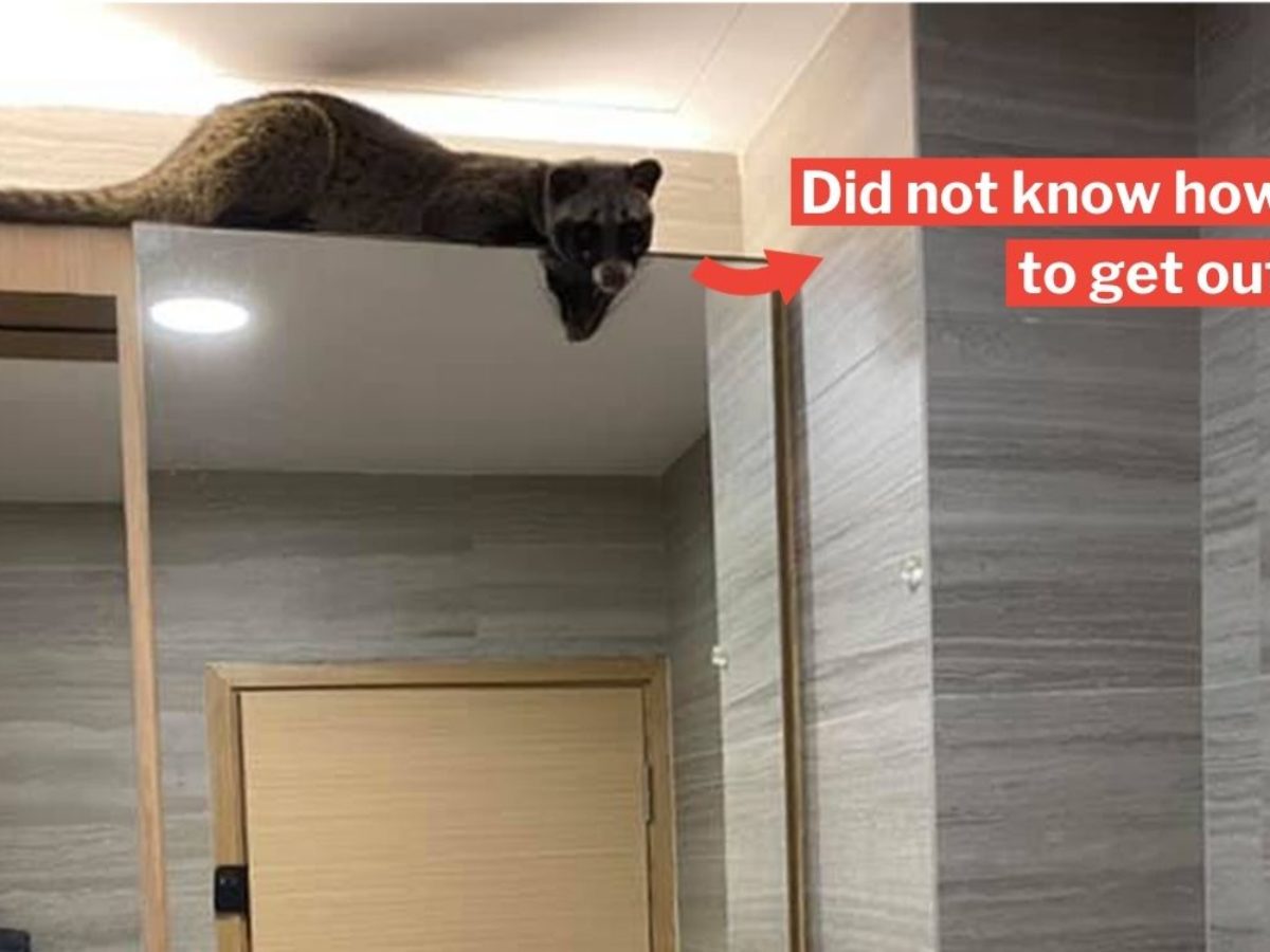 Civet Cat Sneaks Into Home At Thomson Lepaks In Bathroom For 2 Hours