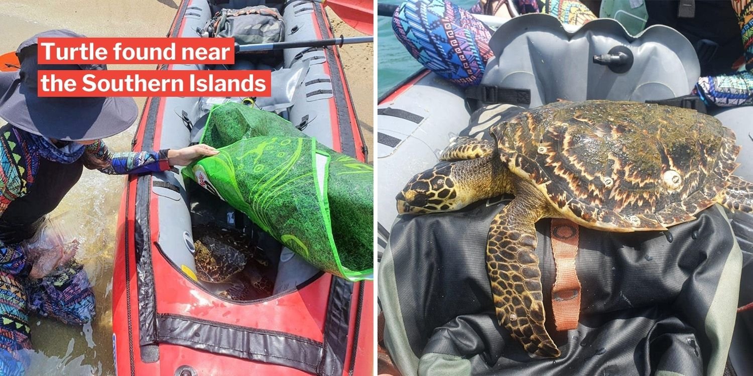 S'pore Kayakers Rescue Sea Turtle Floating Belly Up, Send It To NParks For Treatment