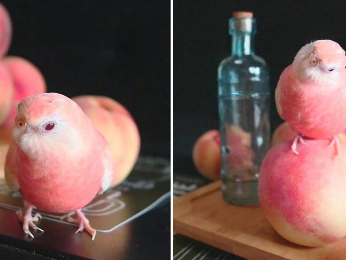 Cute Japanese Swallow Looks Like Don