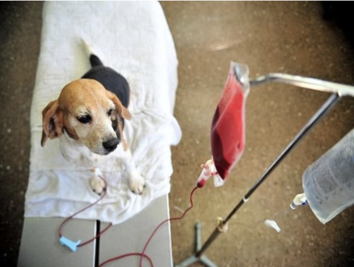 dog blood donors