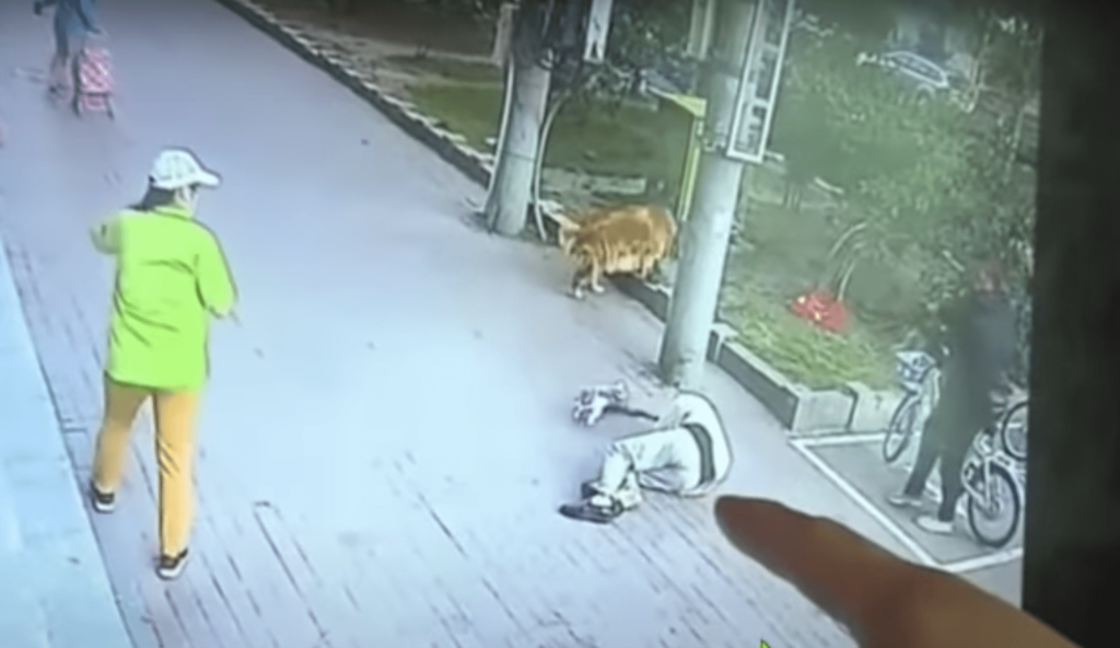Cat Falls On Elderly Man & Leaves Him Unconscious, His Dog Corners Culprit