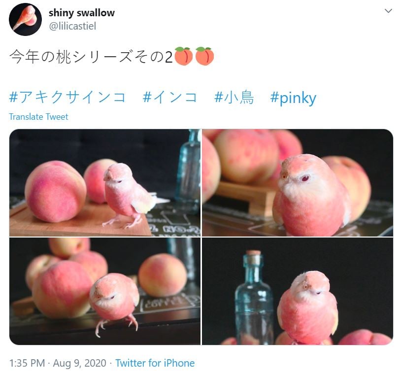 Japanese swallow peach