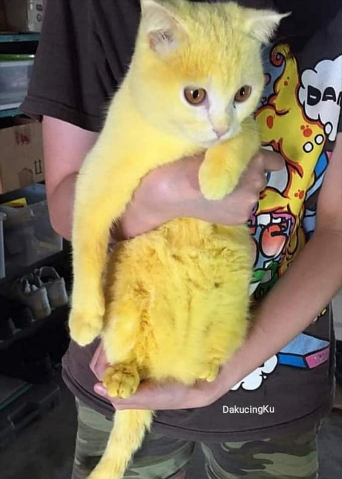 Cat Gets Turmeric Scrub To Remove Fungus, Turns Into Real Life Pikachu