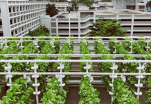 carpark vegetable farms