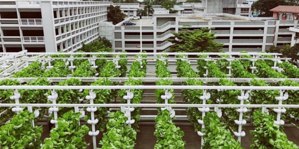 carpark vegetable farms