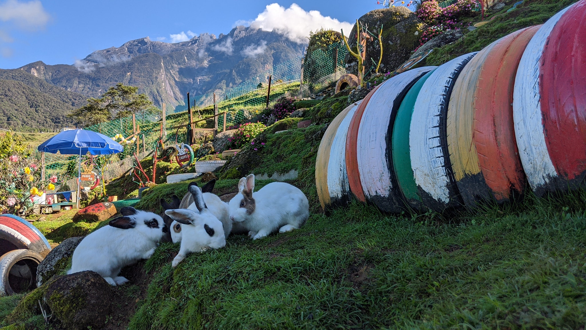 Rabbit Garden In M'sia Is As High As Genting Highlands, Can Pet Bunnies