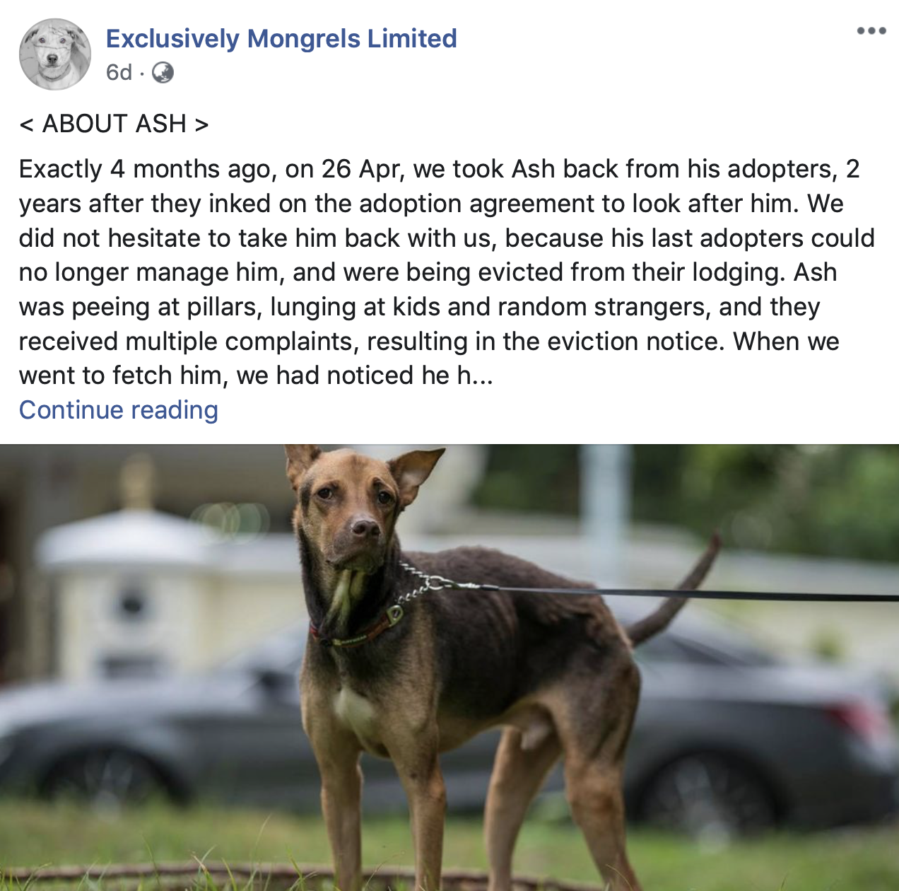 Facebook post seeking donation for dog's kidney failure