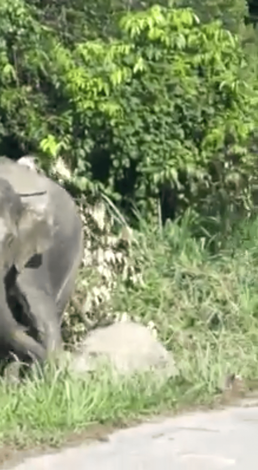 elephant calf mother