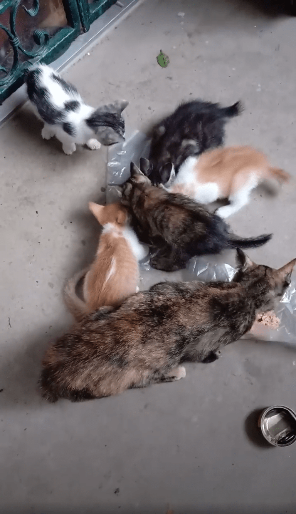 Cats rescued