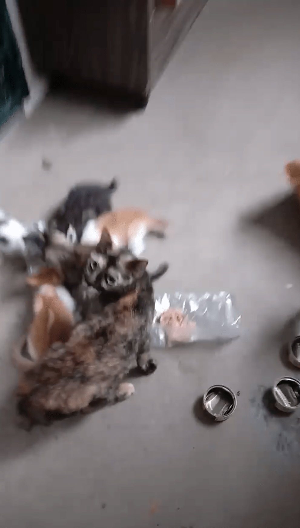 Cats rescued