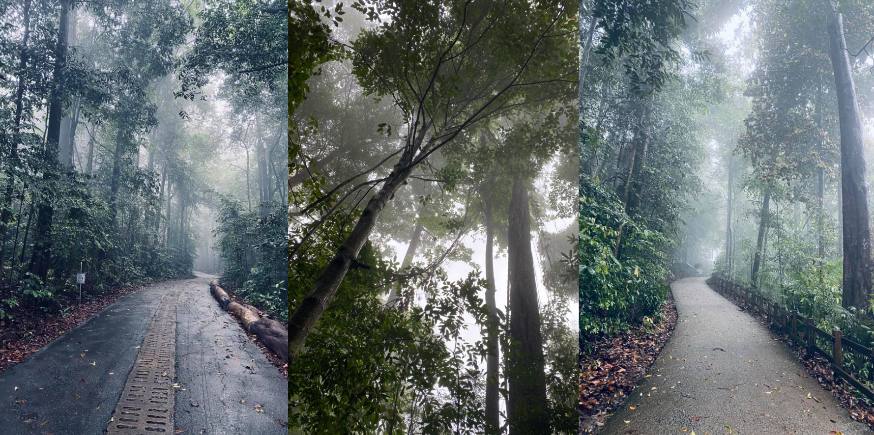 Mist at Bukit Timah Hill