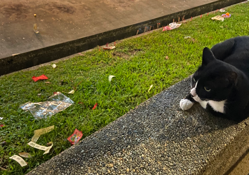 Cat watching litter