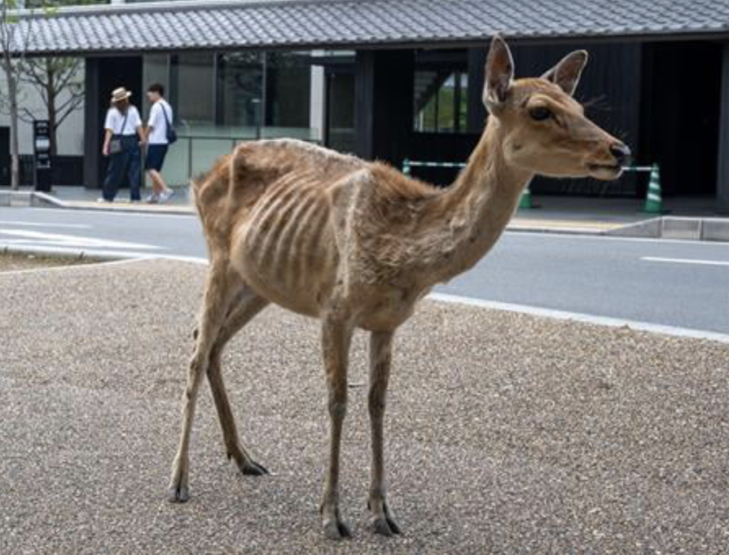 Nara Deers Look Emaciated Expert Says Theyre Expecting Visitors Treats