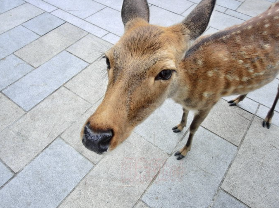 Nara deer skinny 2