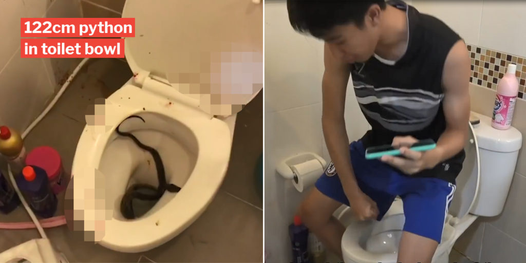 Teen In Thailand Gets Bitten By Python In Toilet Bowl, Wound Needs 3 ...