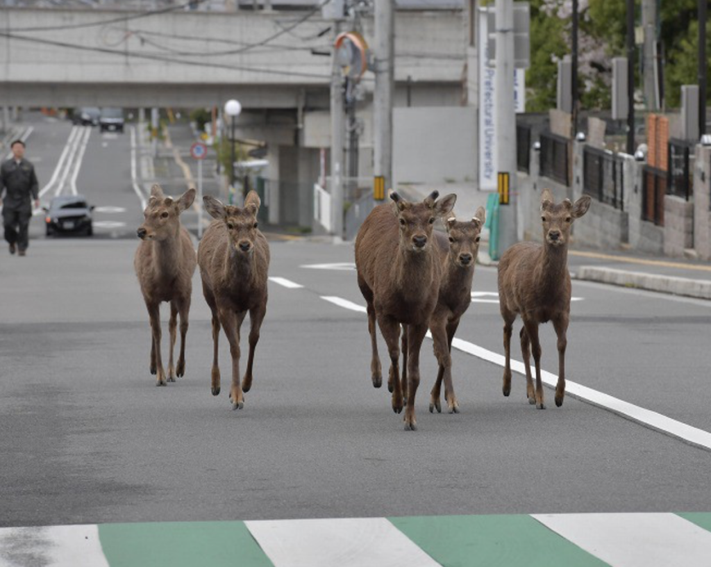 Nara Deers Look Emaciated Expert Says Theyre Expecting Visitors Treats