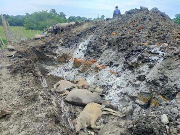 M'sian 'Mowgli' Loses 36 Buffaloes In 6 Days, Family Mourns Abrupt Passing
