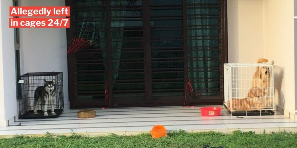 3 Puppies Locked In Cages Without Food & Water, Neighbour Reports To JB