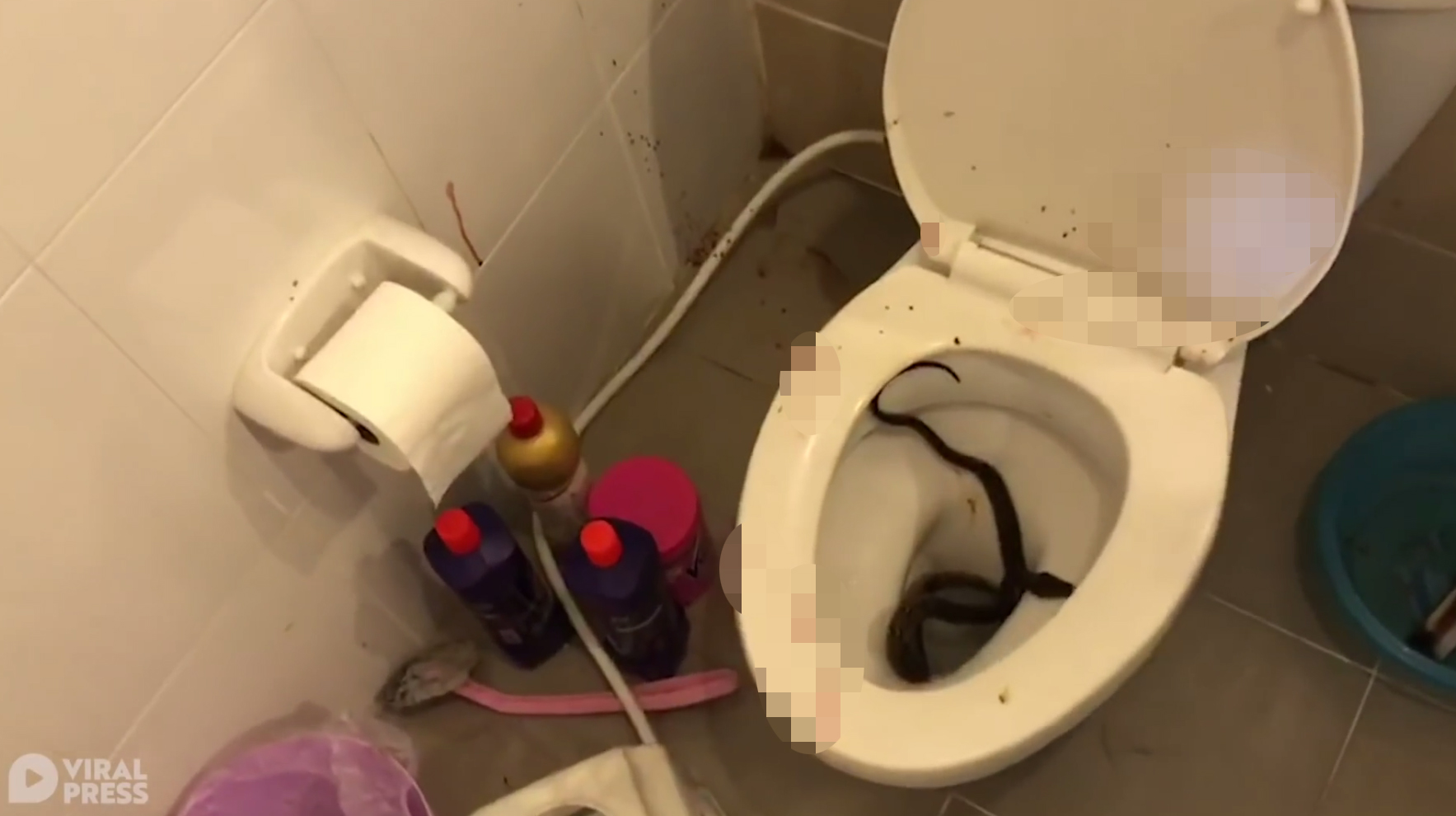 Teen In Thailand Gets Bitten By Python In Toilet Bowl, Wound Needs 3 ...