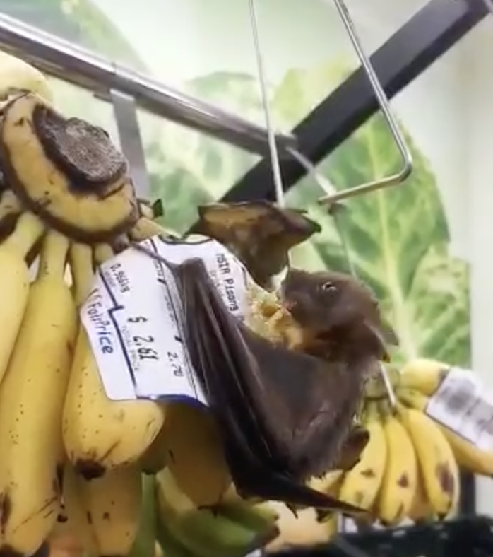 Bat eating banana