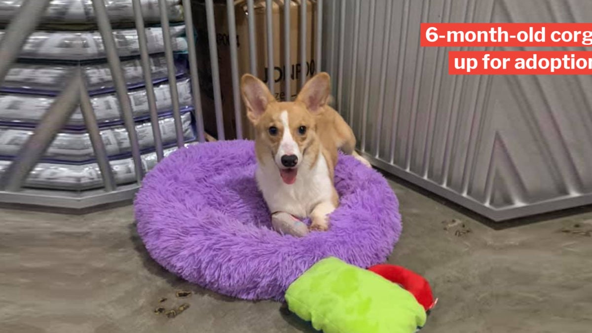 Corgis up best sale for adoption