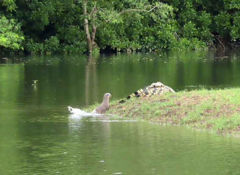 Otter scares crocodile