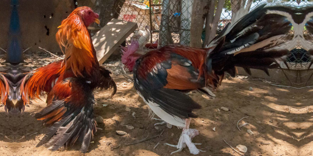 Philippines Fighting Rooster Kills Policeman In Freak Accident His Thigh Was Slashed 