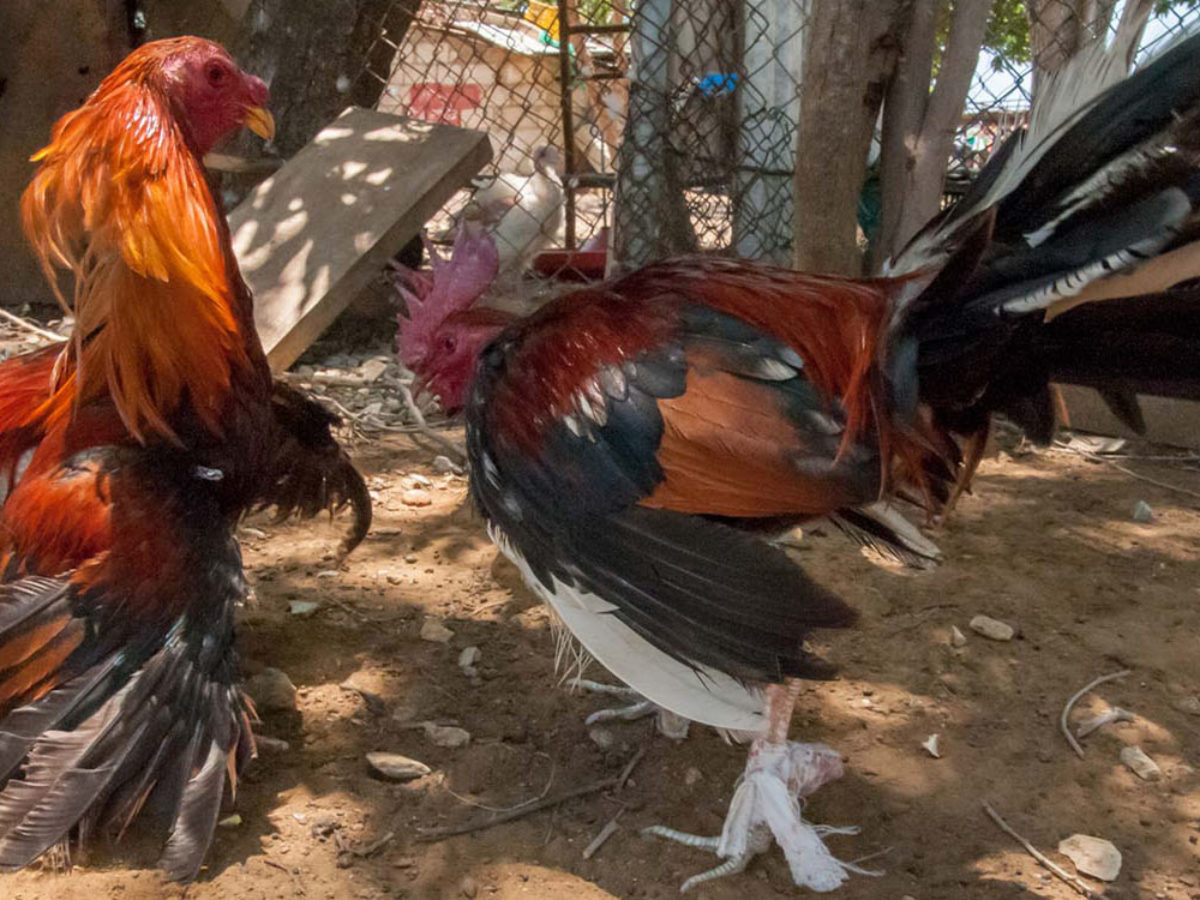 Philippines Fighting Rooster Kills Policeman In Freak Accident, His Thigh  Was Slashed