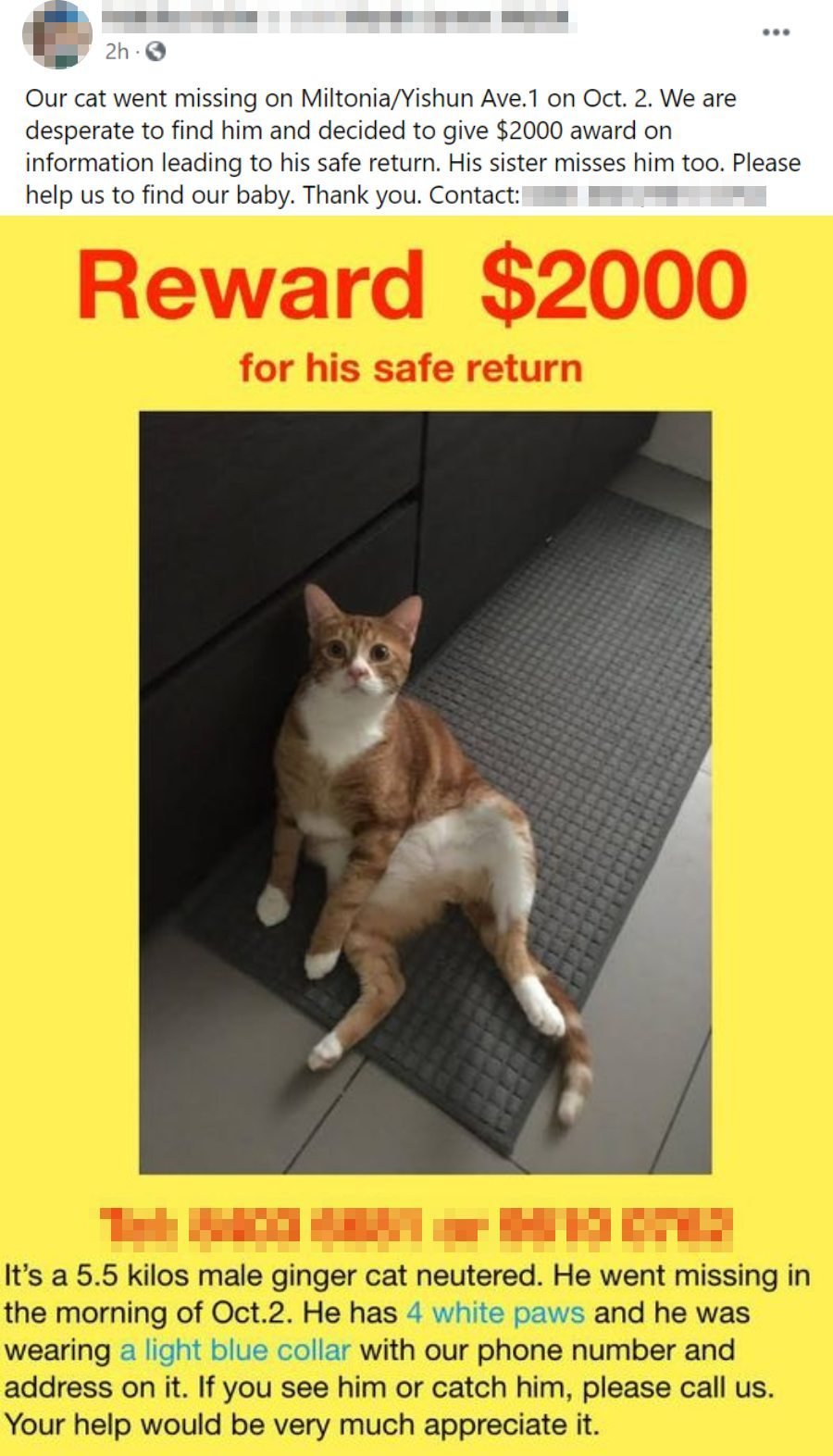 Ginger sales cat missing