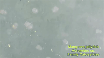 jellyfish pasir ris