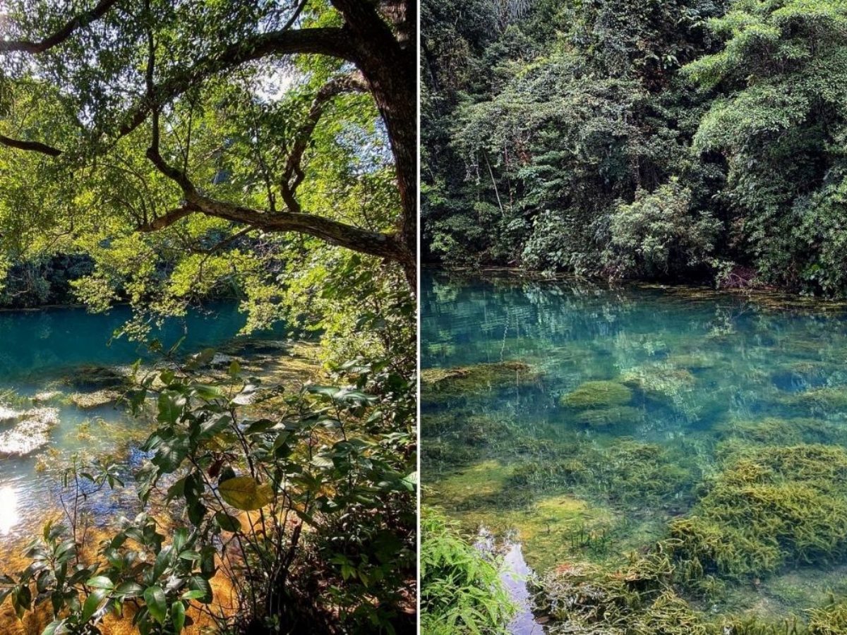 Man Photographs Macritchie Like A Magic Forest Shows Another World Through His Lens