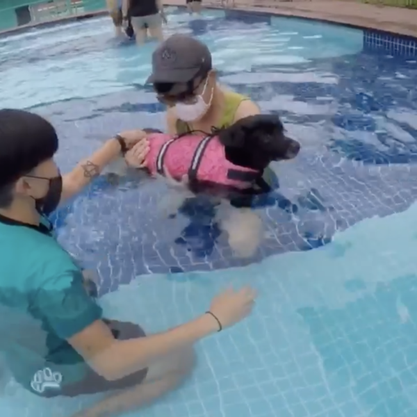 Kovan Pool Lets Dogs & Owners Swim Together, For Bonding Time With Your