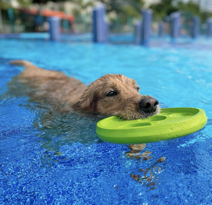 Kovan Pool Lets Dogs & Owners Swim Together, For Bonding Time With Your ...