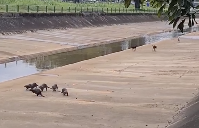 Otters face off stray dogs