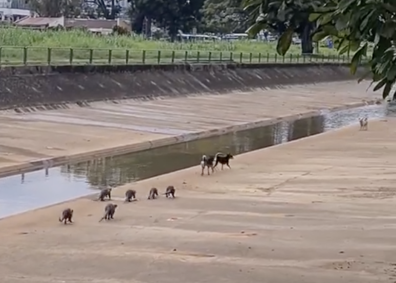 Otters chased dogs