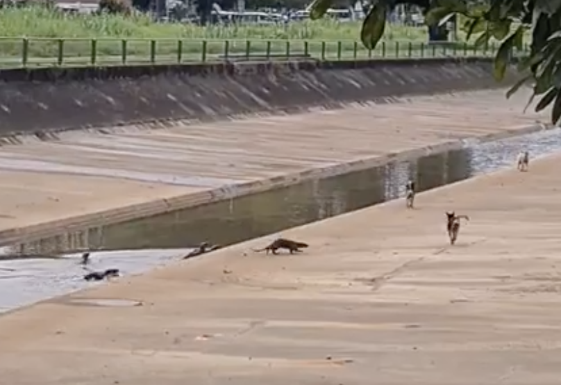 Otters chase dogs