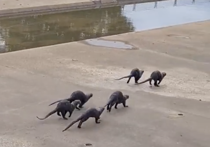 otters face off stray dogs