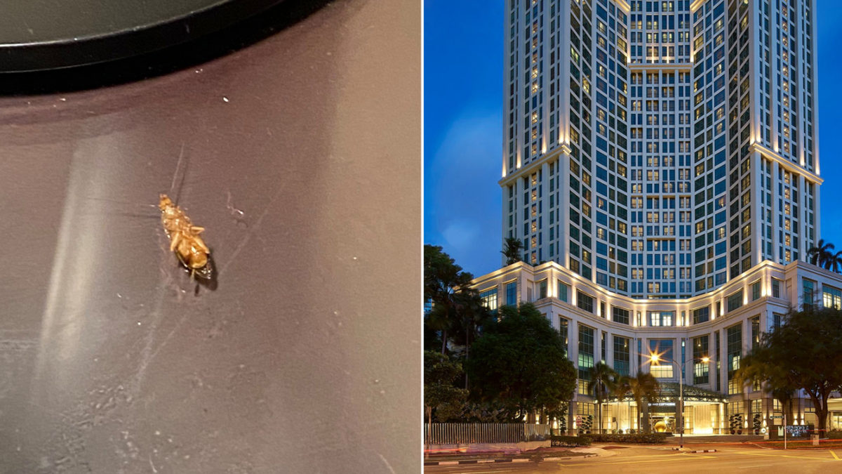 Shn Guest At Grand Copthorne Finds Cockroaches In 5 Rooms Hotel Says Fumigation Is Underway