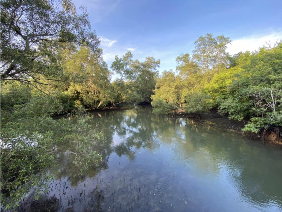 Sungei Buloh mangroves