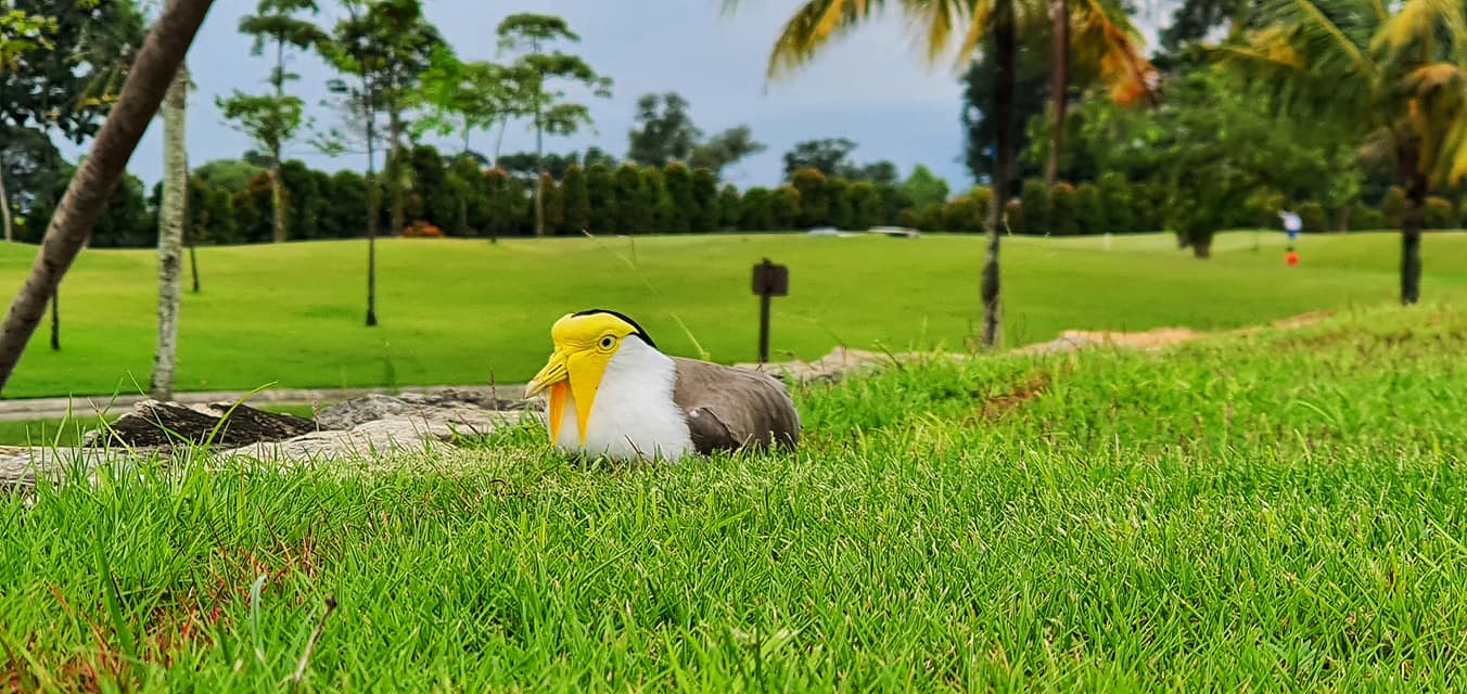 YellowFaced Bird Spotted At Changi Golf Course, Existence In The Wild